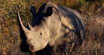 Rhino poaching on the rise in South Africa where 499 were taken last year