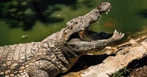 Three-year-old critically injured after ending up in a crocodile enclosure at a U.K. zoo