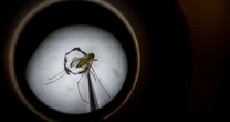 What is West Nile, the virus that sent Fauci to the hospital?
