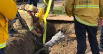 Crews rescue horse named 'Lucky' from sinkhole in Los Angeles