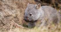 U.S. influencer criticized in Australia for taking baby wombat from its mother