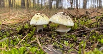 California’s growing mushroom poisoning outbreak is the biggest-ever in U.S.