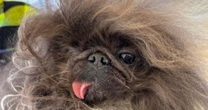 Wild Thang wins the 2024 'World’s Ugliest Dog' contest