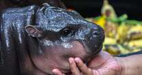 Moo Deng is an overnight sensation, but the baby hippo fervor has caretakers worried