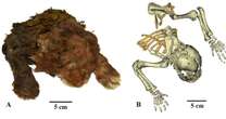 35,000-year-old frozen saber-toothed cat mummy studied for first time ever