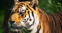 A Siberian tiger bit a man in northern China and remains on the loose, authorities say 