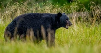 Man fights off bear with hatchet after attack in California mountains