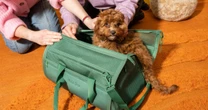 It’s National Pet Day! Save up to 60% on dog treats, kitty litter and more deals for your furry friends
