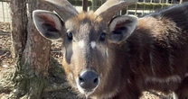 Antelope at Tennessee zoo chokes to death on plastic snack pouch cap
