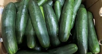 FDA investigating cucumbers as source of Salmonella outbreak that's sent 54 to the hospital 