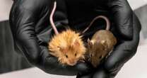 Scientists genetically engineer mice with thick hair like the extinct woolly mammoth 