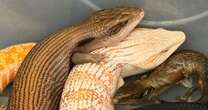 42 endangered live lizards seized at Hong Kong airport