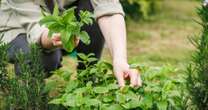 A beginner’s guide to herb gardening