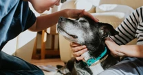 Caring for senior dogs: everything you need to do it right