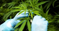 Trump administration moves to ease restrictions on medical marijuana