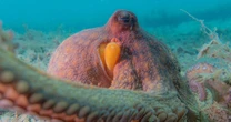 A new analysis of underwater videos shows octopuses are 'incredible multitaskers'