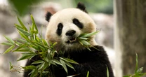 First new pandas to arrive in U.S. in over 20 years are on their way from China