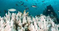 World's oceans have gone 'crazy haywire,' officials warn, with majority of coral reefs in peril