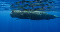 Scientists document remarkable sperm whale 'phonetic alphabet'