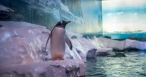 'Un-British' conditions spark concern for penguins at London aquarium