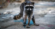 'Oh, my, gosh, they would never have known:' New warnings about rabies outbreaks as cases rise