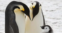 New emperor penguin colonies revealed by bird poop visible from space