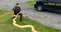 13-foot Burmese python seized from New York home, owner unprepared for how fast snake grew