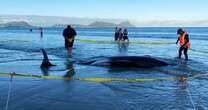 More than 30 stranded whales saved in New Zealand by people lifting them on sheets