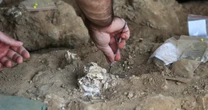 Archaeologists in Georgia unearth 1.8-million-year-old human jawbone