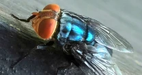 Flesh-eating screwworm returns to U.S. after 60 years, threatening cattle herd