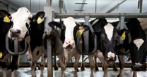 Bird flu tests are hard to get. How will we know when to sound the alarm?