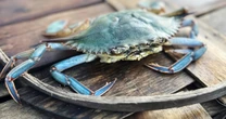 Maryland's blue crabs — and its crabbers — are having a rough season