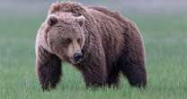 Grizzly bears are set to be reintroduced to Washington state, after years of debate