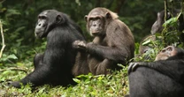 Infants torn from mothers, testicles ripped off: Study describes vicious chimpanzee infighting