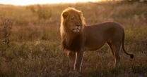 Beloved lion killed by trophy hunter in ‘harrowing echo’ of Cecil the Lion’s death in 2015
