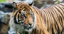 Indonesia seeks more proof that Javan tiger may no longer be extinct