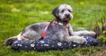 Does your dog really need an outdoor bed? Vets make a convincing case for them