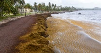 Scientists say a record amount of seaweed hit the Caribbean and nearby areas in May
