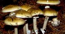 11 hospitalized in Pennsylvania after eating wild mushrooms