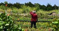 Experimental sensors aim to detect early signs of heatstroke and warn farmworkers