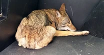 Coyote that officials think bit 3 kids at Texas park will be euthanized 