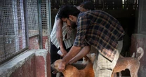 India's top court wanted Delhi's stray dogs gone, but it may have worsened the issue