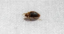 Humanity's 'first true urban pest' has been biting for 60,000 years, study shows   