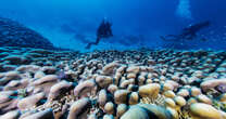 World’s largest coral, found in the Pacific, was ‘hiding in plain sight’ for 300 years