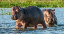 New Jersey man sues safari tour operator after rampaging hippo killed his wife in Africa