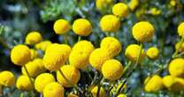 Smelly, invasive 'stinknet' plant closes part of Arizona national monument