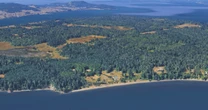 'Horror movie': 21 dead canines mysteriously wash ashore on Washington state island 