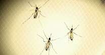 Dangerous mosquito-borne diseases threaten communities