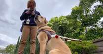 Some rideshare drivers illegally deny service to blind people with guide dogs