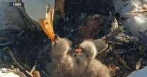 Viral bald eagle couple welcomes third baby eaglets to the nest